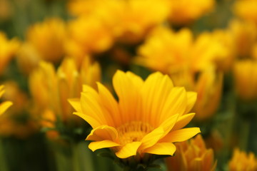 黄色のデイジー畑