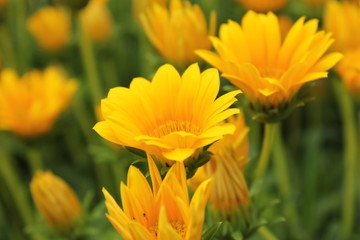 黄色のデイジー畑