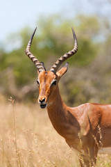 Male impala antelope, Kruger National Park, South Africa