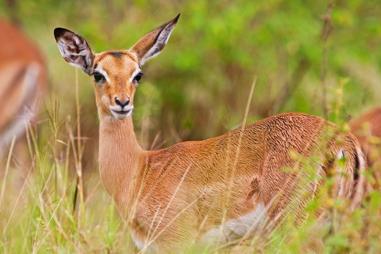 Female impala antelope, Kruger National Park, South Africa