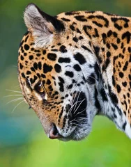 Deurstickers Panter Jaguar - Panthera onca