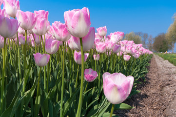 pink tulips