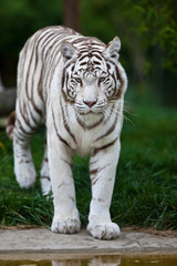 Naklejka na ściany i meble Biały Tygrys Bengalski