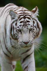 Plakat Biały Tygrys Bengalski