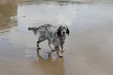 English Setter on the beach