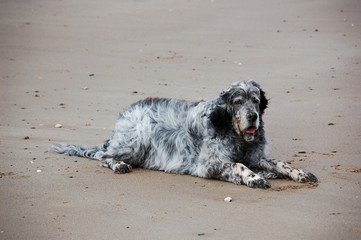 English Setter on the beach in Wales