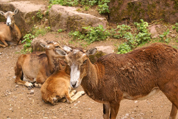 Fototapeta premium Ziegen