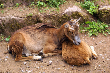 Fototapeta premium Ziegen