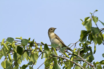 Sylvia borin - fauvette des jardins - Garden Warbler
