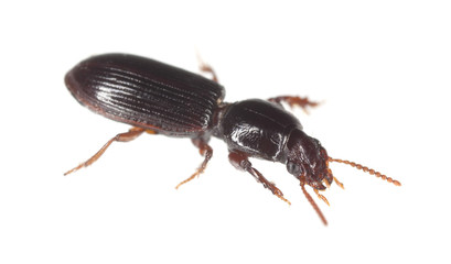 Ground beetle isolated on white background