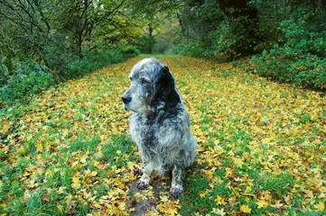 English Setter in the autumn leaves