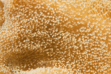 coral texture