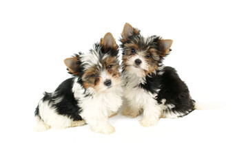 Biewer terrier puppies isolated on white background