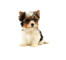 Biewer terrier puppy isolated on white background