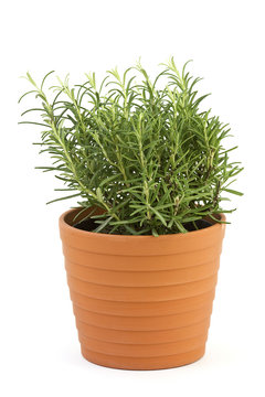 rosemary in pot isolated on white