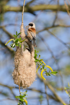 Beutelmeise, European penduline tit, Remiz pendulinus