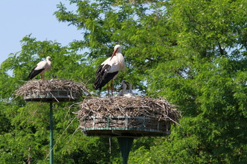 cigogne