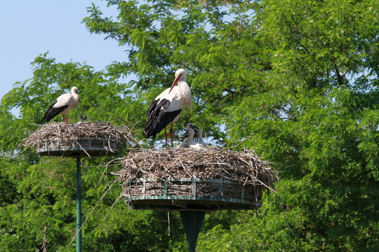 cigogne