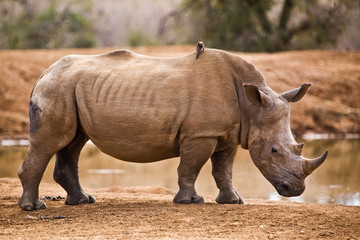 Rhinoceros in Hlane National Park, Swaziland