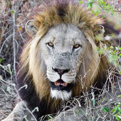 Male African Lion in the Okavango Delta, Botswana