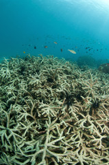 Fototapeta na wymiar bleached staghorn coral