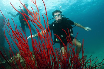 scuba divers and red coral