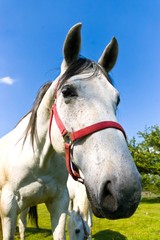 Fototapeta premium horse