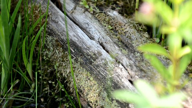 Wasserfrosch