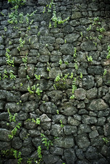 stone wall with plant