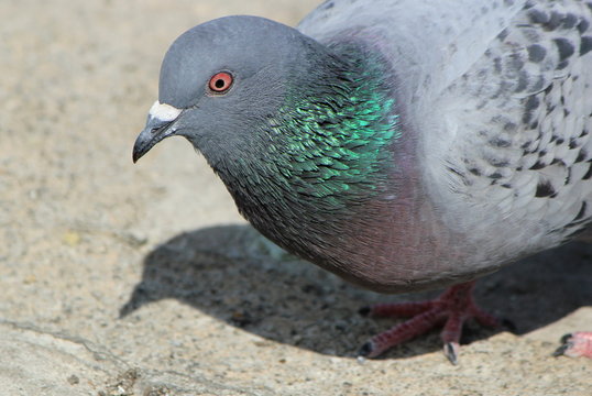Portrait of a pigeon in the city