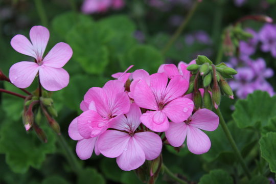 雨に濡れたピンクのインパチェンスの花