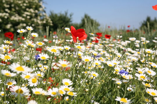 Fototapeta Meadow Flowers