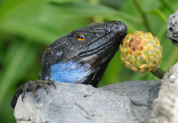 Portrait Kanareneidechse