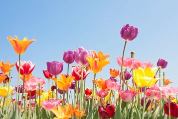 Foto op Plexiglas Mooie gekleurde bloemen met copyspace voor tekst © Kruwt