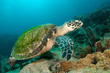 sea turtle