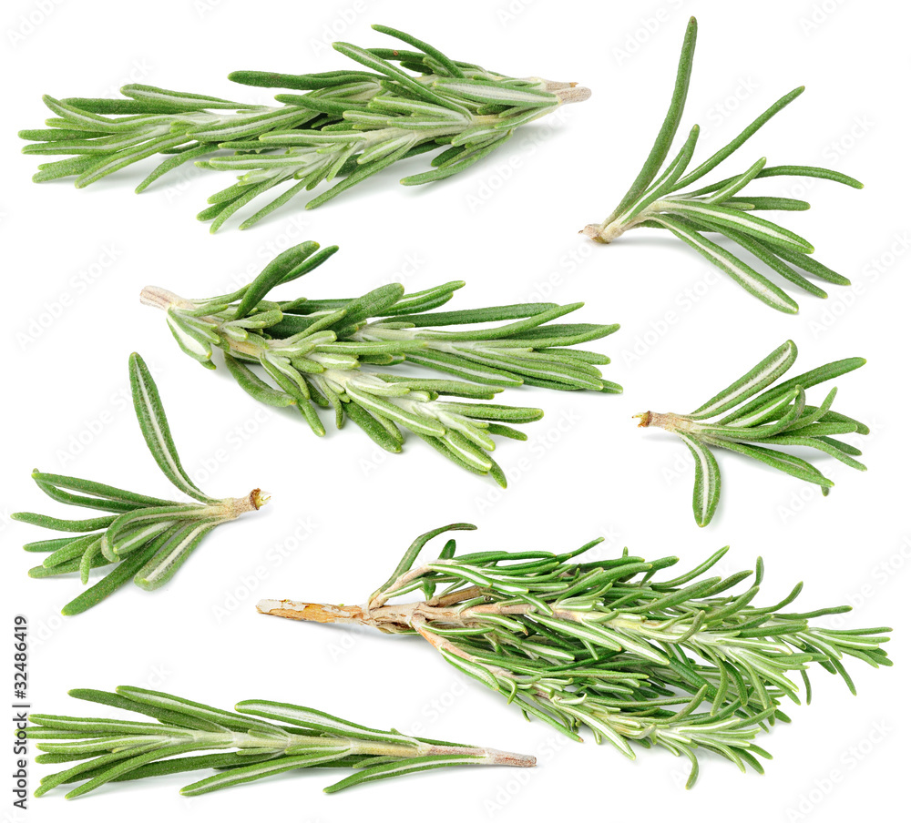 Aufkleber isolated rosemary. collection of fresh rosemary branches of different size and shape isolated on whi
