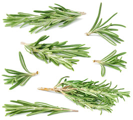 Isolated rosemary. Collection of fresh rosemary branches of different size and shape isolated on white background