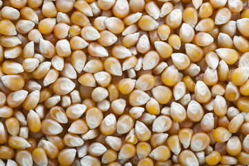Popcorn Kernels