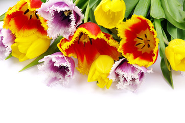 tulips