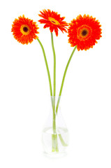 gerberas