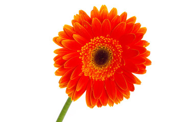gerbera flower