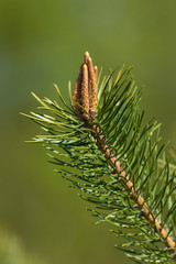 branch of a pine