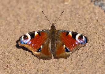 The butterfly on sand
