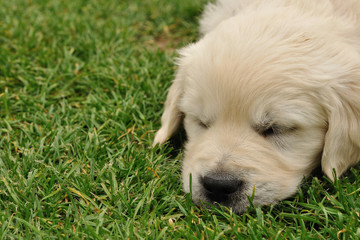 Sleeping puppy on the grass