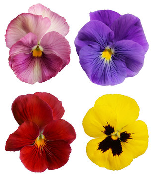 pansy