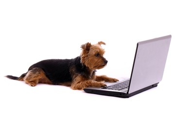 liegender Yorkshire Terrier arbeitet mit Laptop