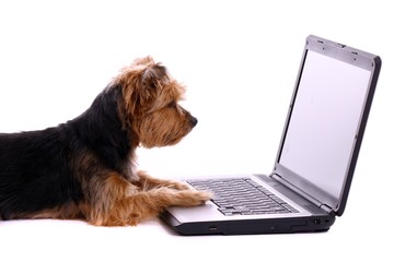 liegender Hund Yorkshire Terrier schaut in Bildschirm