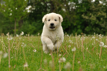 Golden retriever puppy running between dandelions