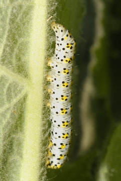 Schmetterlingraupe