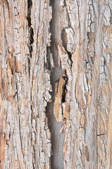 The texture of bark